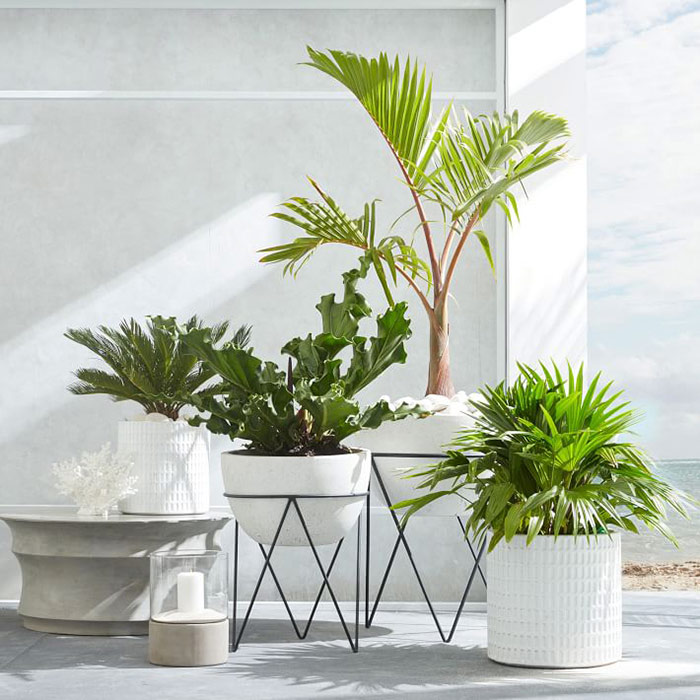 Plants
