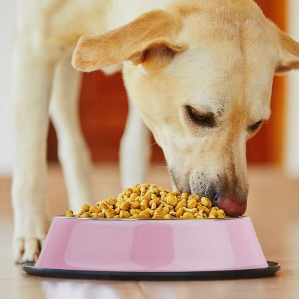 Wee's Beyond Stainless Steel Pet Bowl 16 Oz